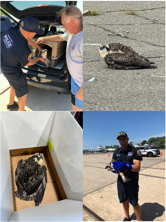 Osprey Rescue